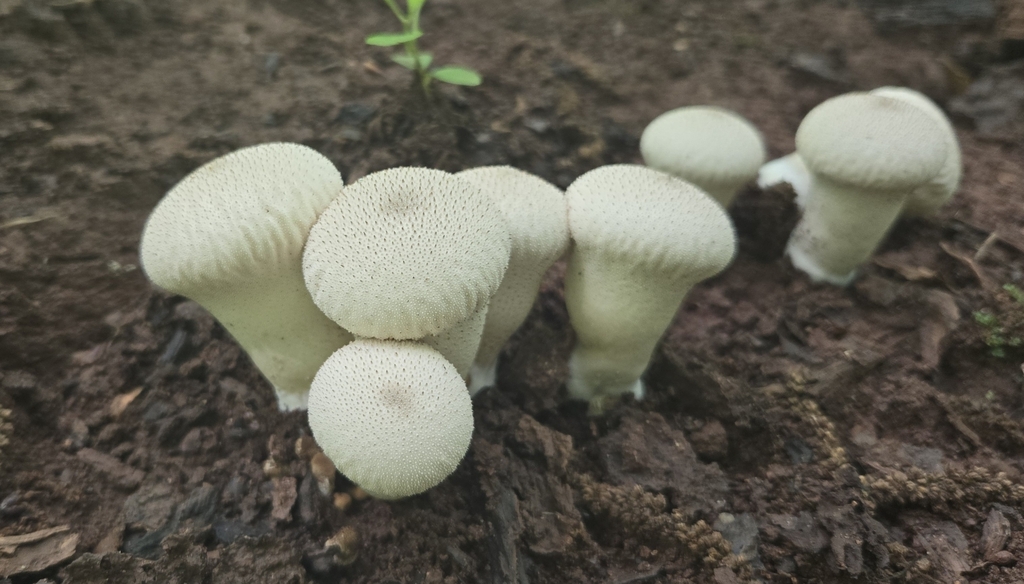 common puffball · May 2026 · photo: Photo: (c) Ben Gruhot, some rights reserved (CC BY) · iNaturalist