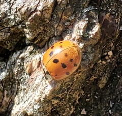 Harmonia axyridis