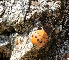 Harmonia axyridis