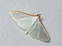 Palpita austrounionalis