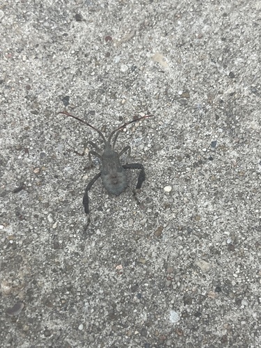 Featured image for “Giant leaf-footed bug”