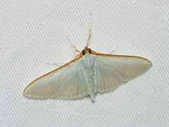 Palpita austrounionalis