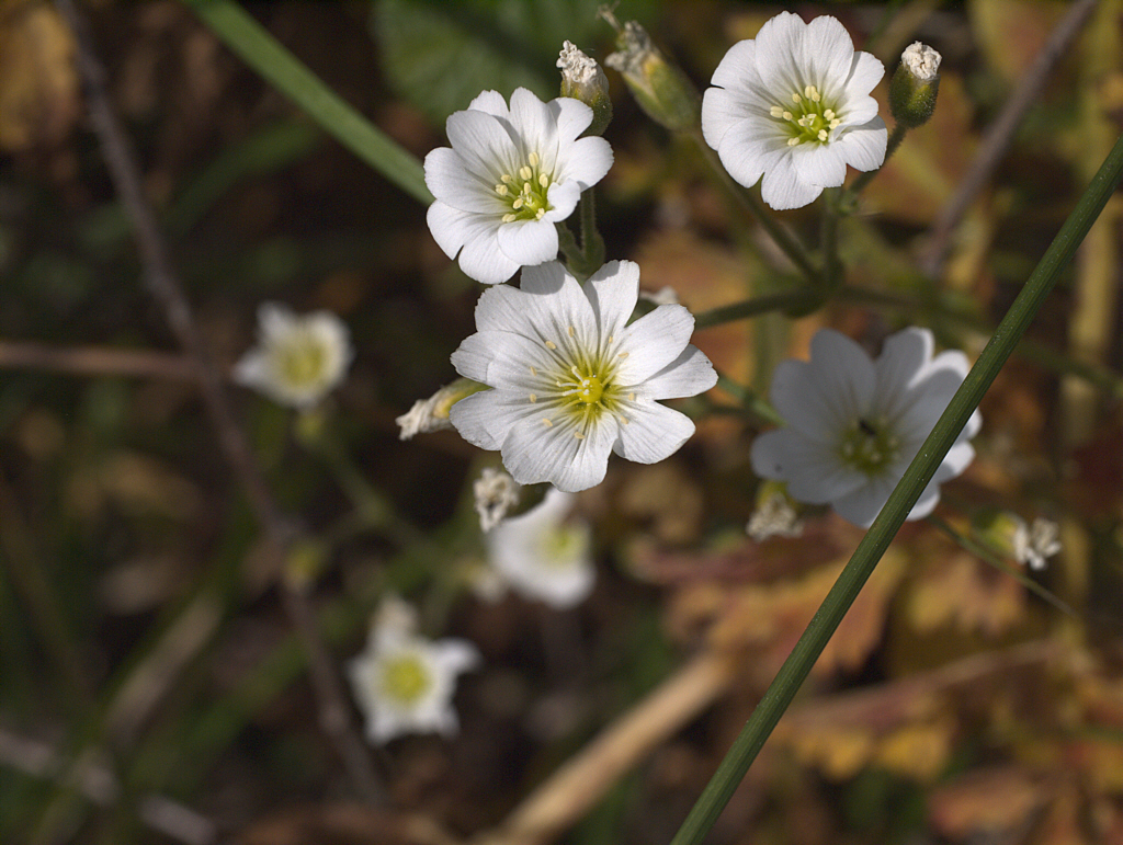Cerastium viride