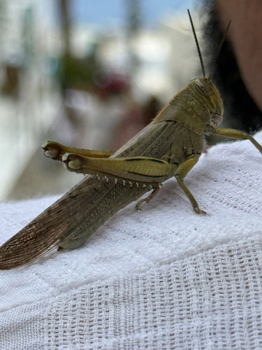 Egyptian Bird Grasshopper
