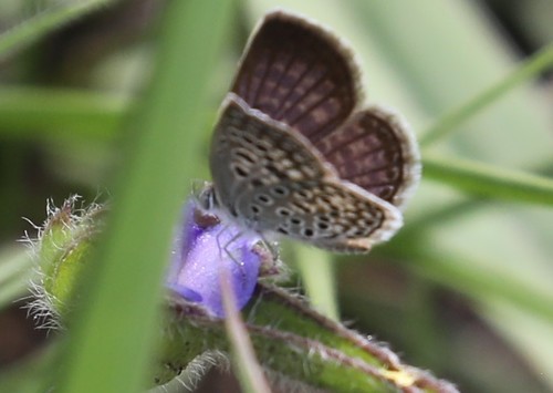 Rayed Blue