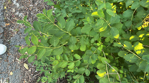 Common Snowberry