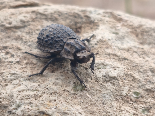 Polynoncus bullatus