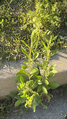annual fleabane