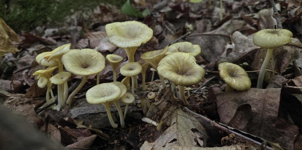 golden-gilled gerronema · May 2026 · photo: Photo: (c) Ben Gruhot, some rights reserved (CC BY) · iNaturalist