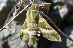 Proserpinus clarkiae