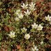 California Sandwort - Photo (c) 2009 Barry Breckling, some rights reserved (CC BY-NC-SA)