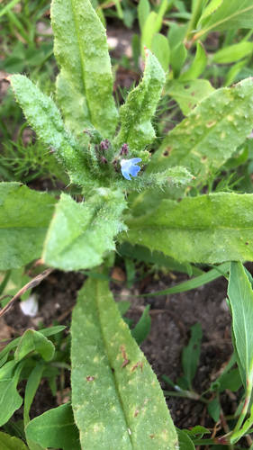 small bugloss