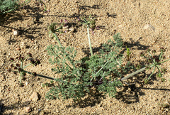 Lomatium mohavense