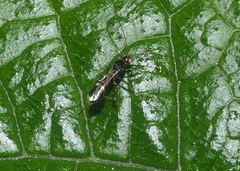 Doryctinae