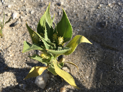 Stillingia spinulosa