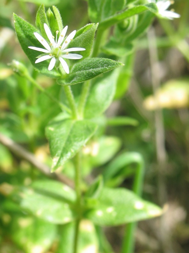 Stellaria littoralis
