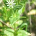 Stellaria littoralis - Photo Robert Steers/NPS, sin restricciones conocidas de derechos (dominio público)