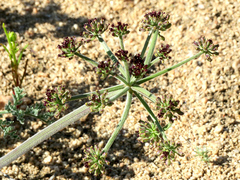 Lomatium mohavense