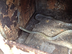 Pituophis catenifer pumilus
