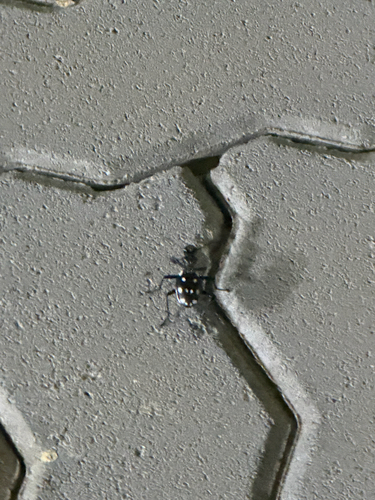 Anthia duodecimguttata