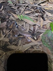 Carphodactylus laevis