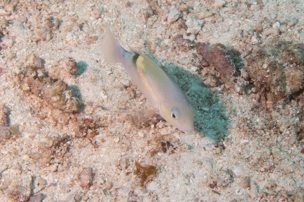 Black-blotch tuskfish (Choerodon zosterophorus)