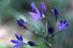 Triteleia bridgesii