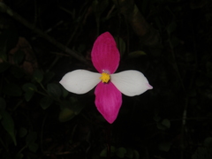 Begonia betsimisaraka image
