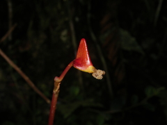 Begonia betsimisaraka image