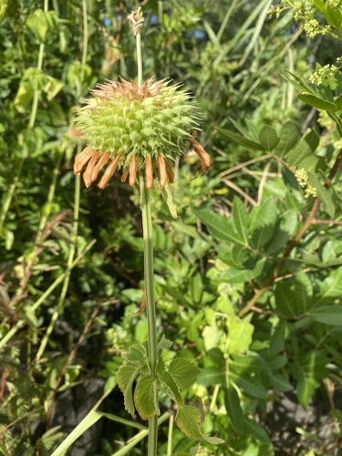 Leonotis nepetifolia observed 2026-05-29