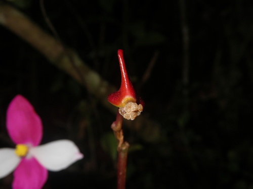 Begonia betsimisaraka image