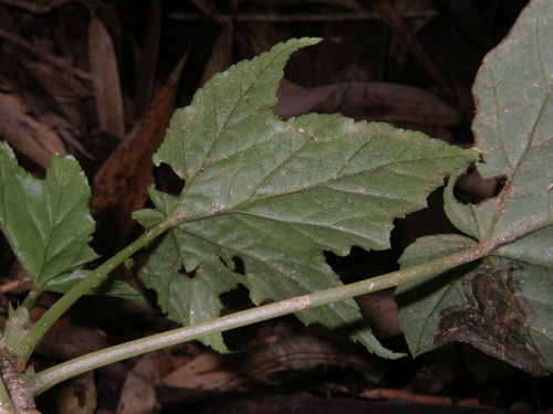Begonia oxyloba image