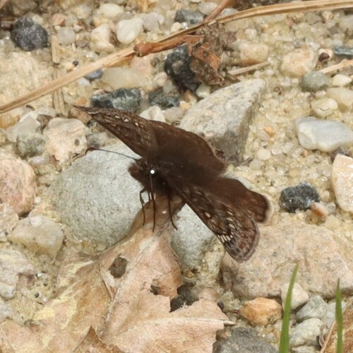 Juvenal's Duskywing