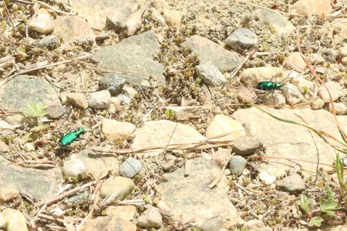 Six-spotted Tiger Beetle