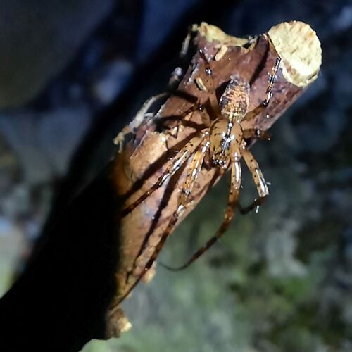Shaded Orbweaver
