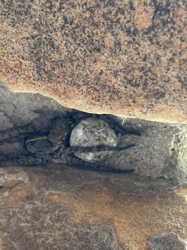 Featured image for “Georgia Wolf Spider”