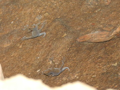 Ptyodactylus