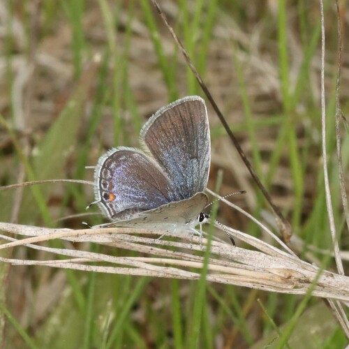 Eastern Tailed-Blue