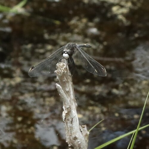 Dot-tailed Whiteface