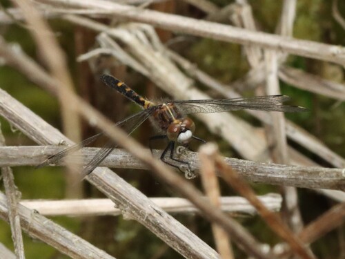 Dot-tailed Whiteface