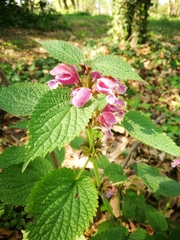 Lamium orvala