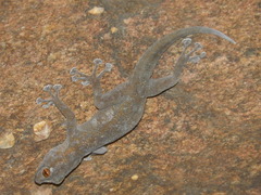 Ptyodactylus