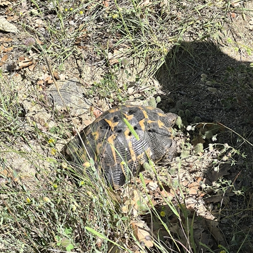Greek Tortoise