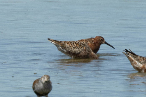 iNaturalist: (c) Евгений Александрович, some rights reserved (CC BY-NC), uploaded by Евгений Александрович iNaturalist image