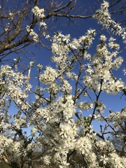 Prunus rivularis