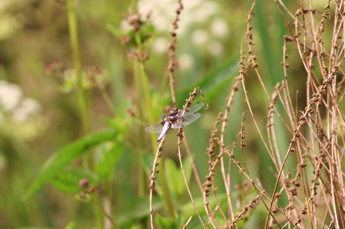 Broad-bodied Chaser