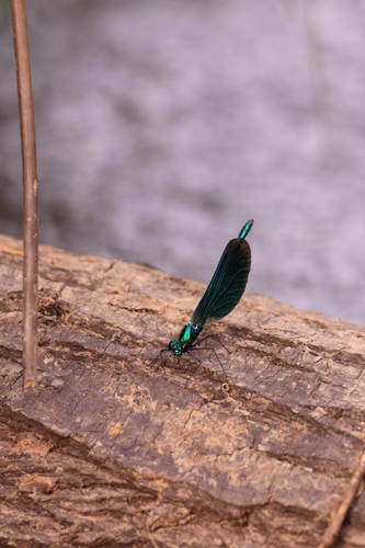 Beautiful Demoiselle