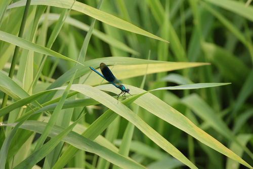 Banded Demoiselle
