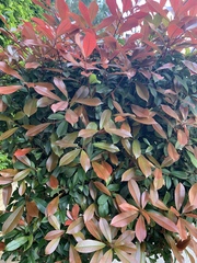 Photinia × fraseri