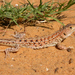 Spotted Fringe-fingered Lizard - Photo (c) Roberto Sindaco, some rights reserved (CC BY-NC-SA), uploaded by Roberto Sindaco